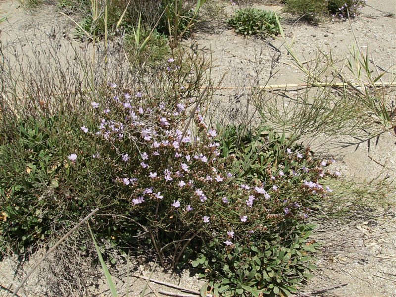 Fiorellini di mare: Limonium sp.